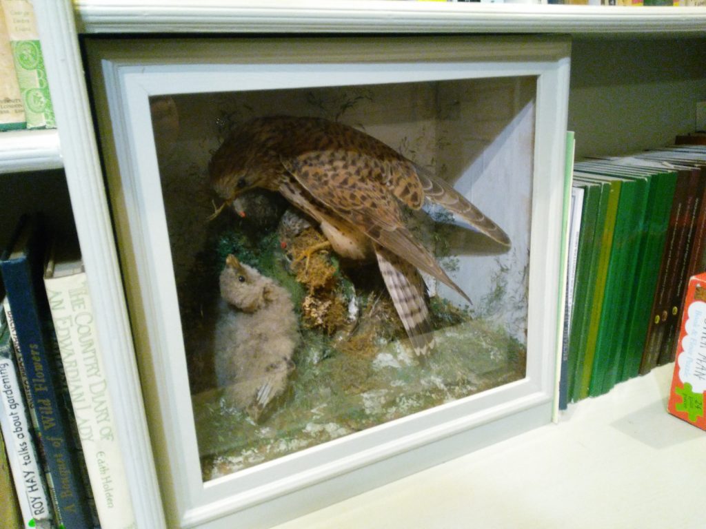 taxidermied hawk feeding a baby