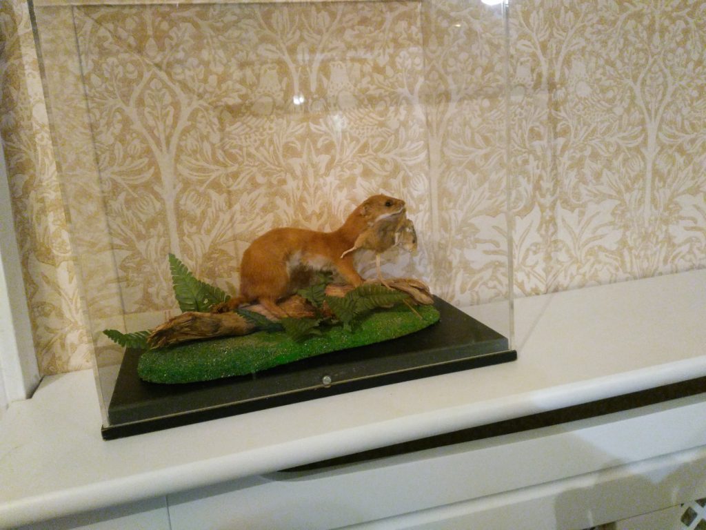 taxidermied weasel