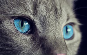 a grey cat with blue eyes
