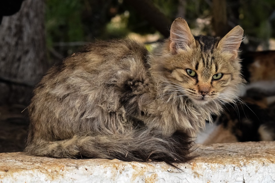 Her Crown, Restored