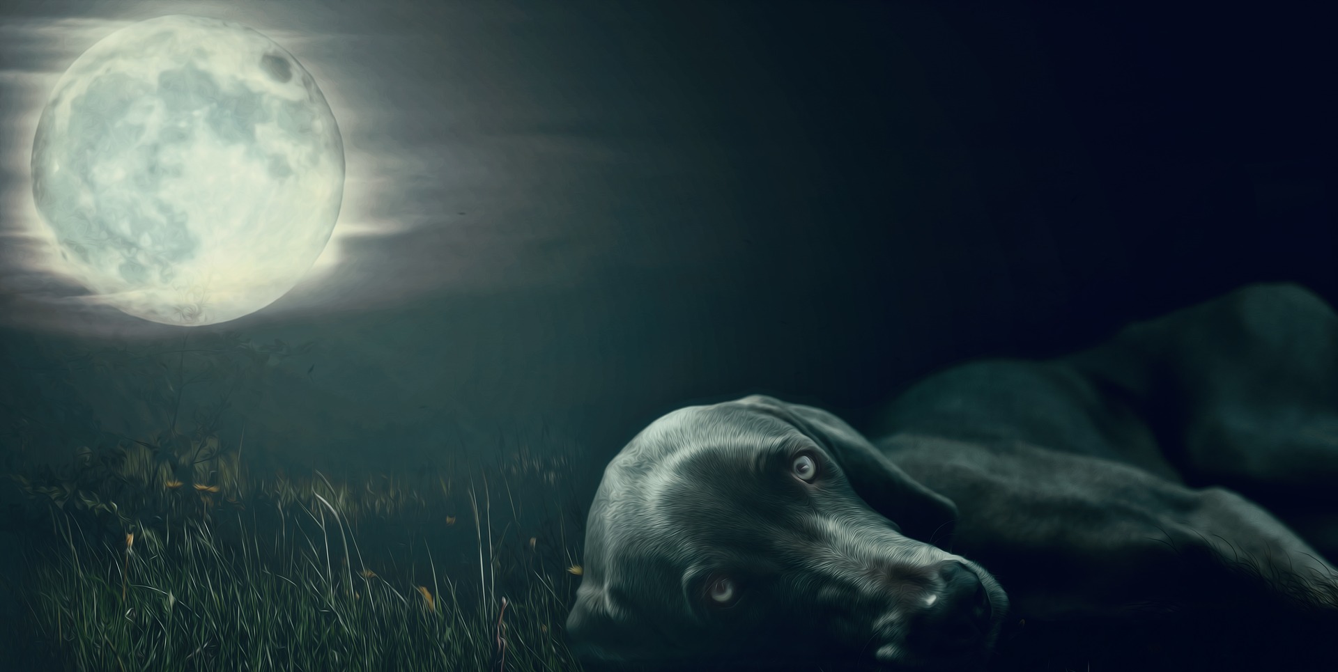 Moonlight Dog
