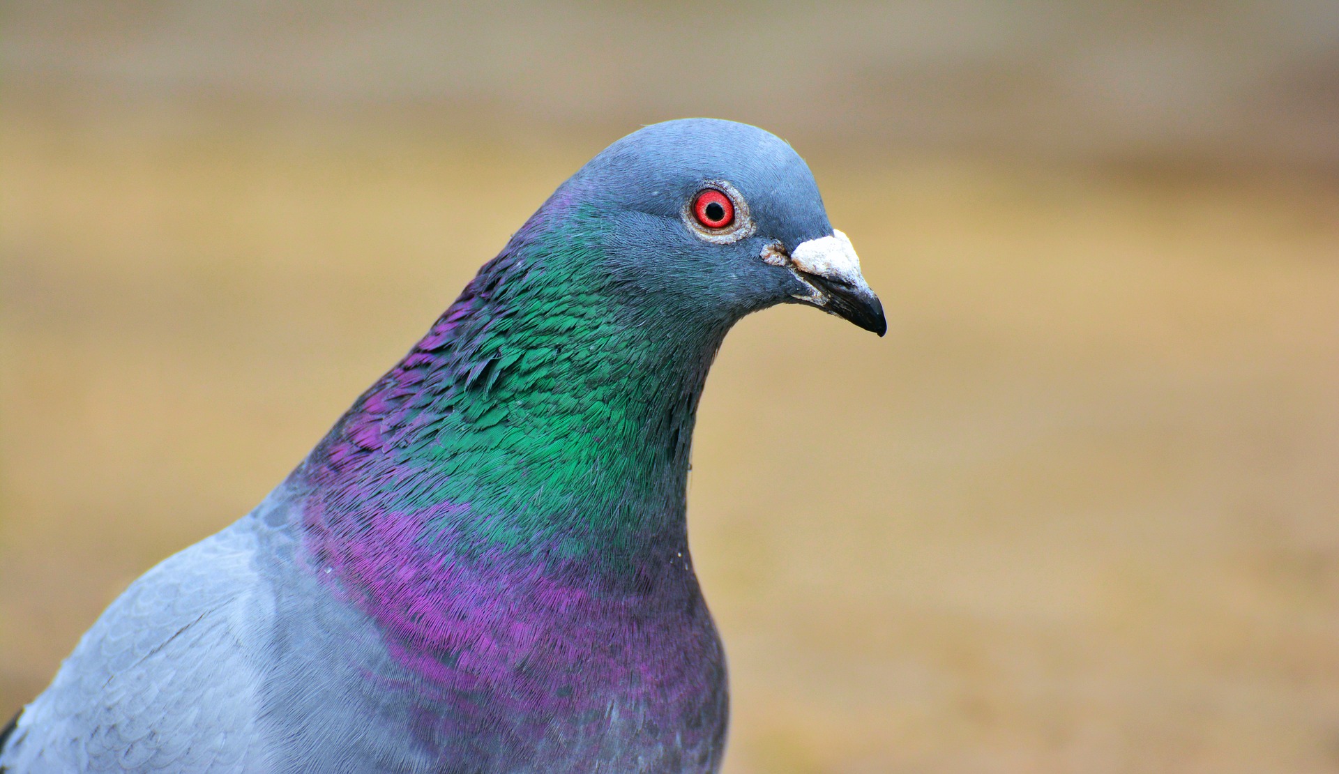 Just a pigeon