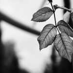 black and white shot of leaves in rain
