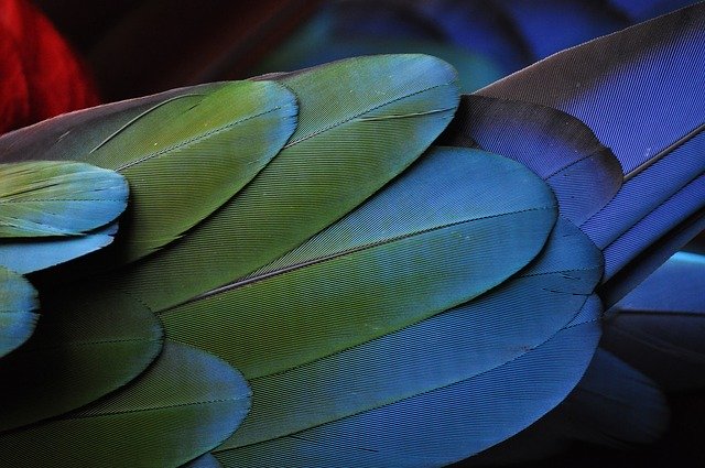 Glowing Feather