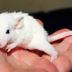 a fluffy white baby rat on an open hand