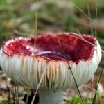mushroom that looks like it's full of blood?