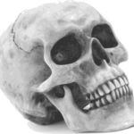 an illustrated skull