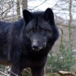 a black wolf