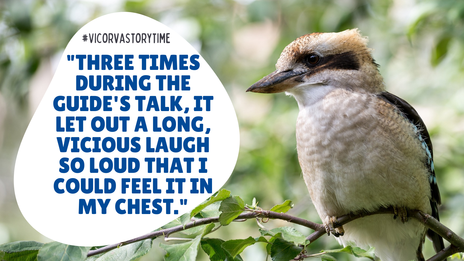 #VicorvaStorytime: The Kookaburra Siren