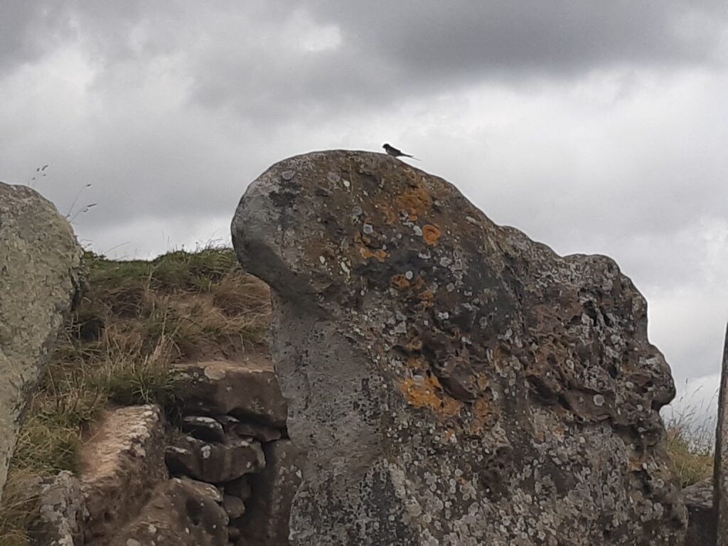 a small swallow-like bird perching on one of the entrance rocks