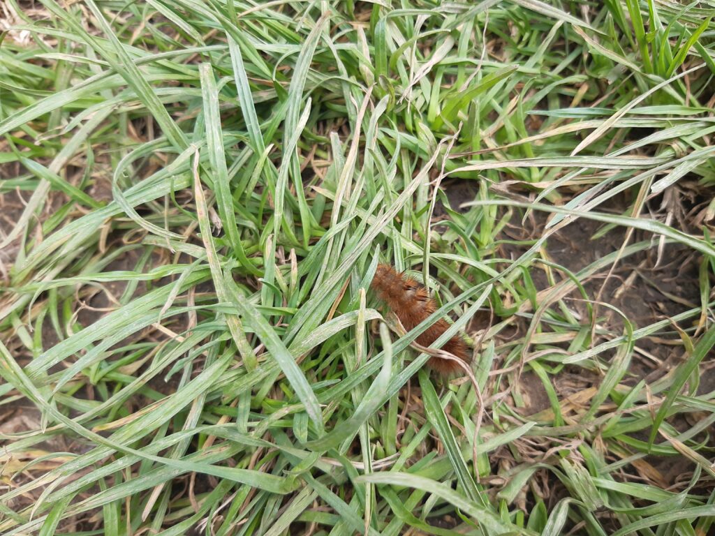 a fuzzy brown-red caterpillar