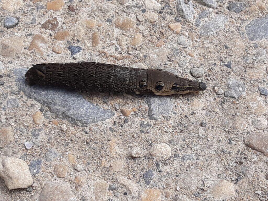 an absolutely enormous caterpillar with colouring and markings that make it look like a snake's head