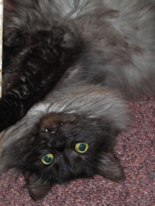 a blue-grey cat with long fur, green eyes, and noticeable fangs, looking up from the floor upside-down at the camera