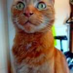 A photo of the brave boy himself, Merlin. He's an orange tabby with short hair, dark mackeral markings, and greenish eyes. He has a fleck of white on his chest and he looks positively startled!