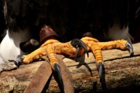 eagle talons